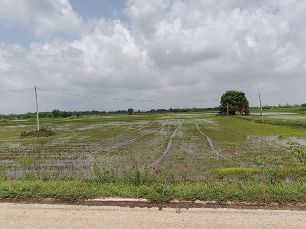 ขายที่ดิน ที่นา พิษณุโลก อำเภอวังทอง 19 ไร่ สวยมาก วิวนาสวย อากาศดี เงียบสงบ โทร 063-2825635